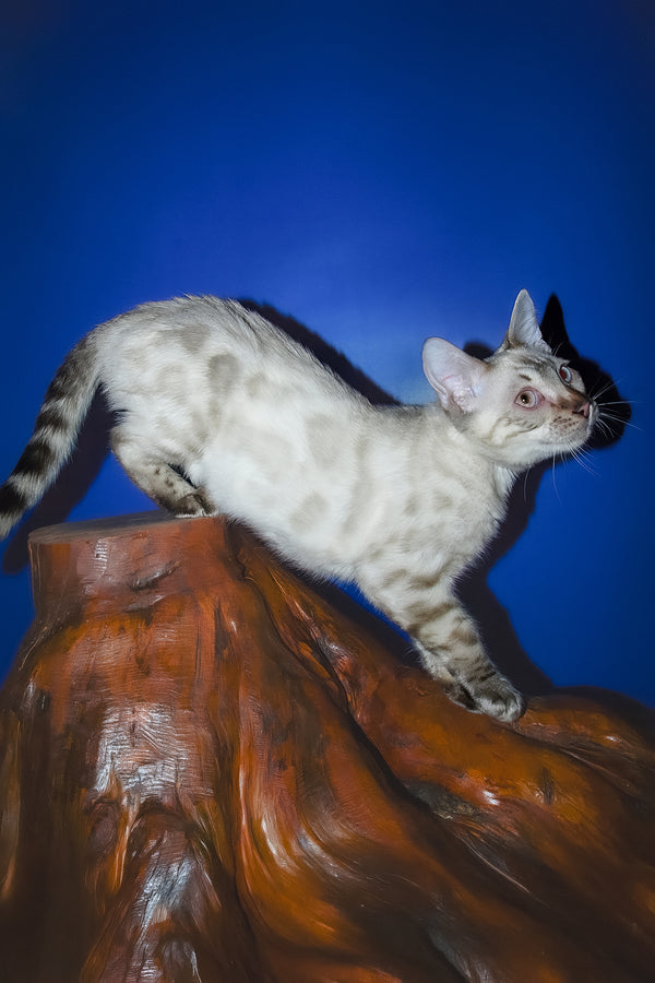 Zhak | Bengal Kitten