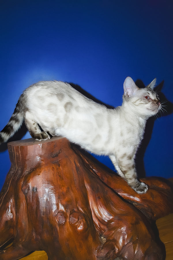Zhak | Bengal Kitten