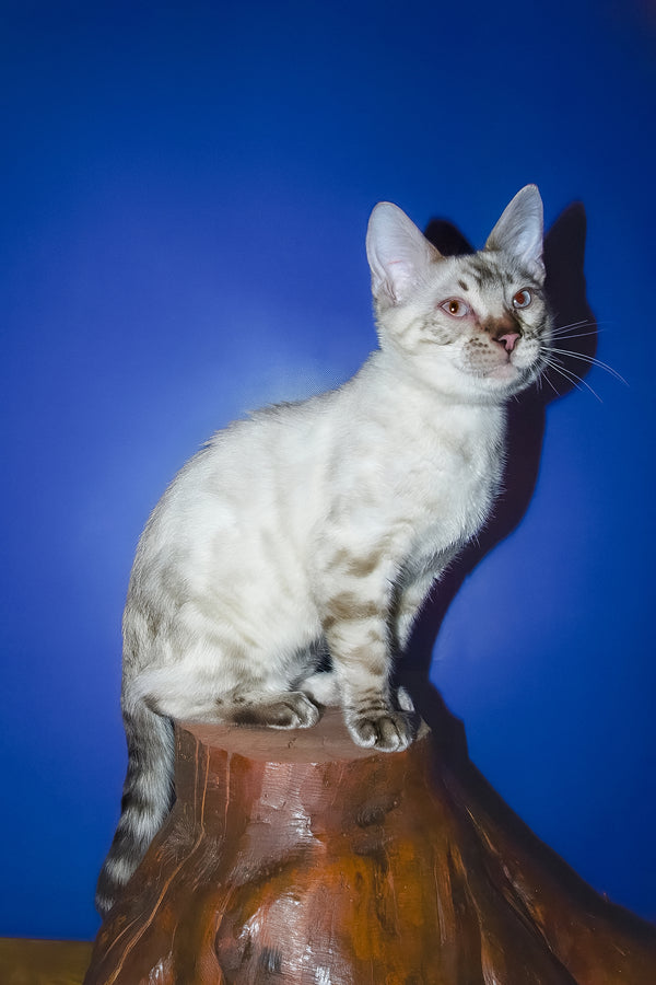 Zhak | Bengal Kitten
