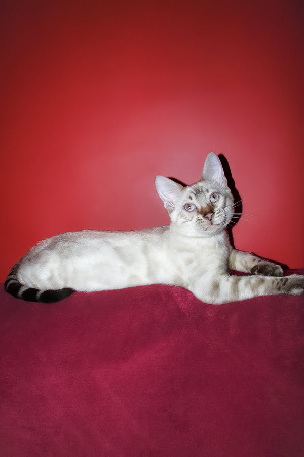 Zhak | Bengal Kitten