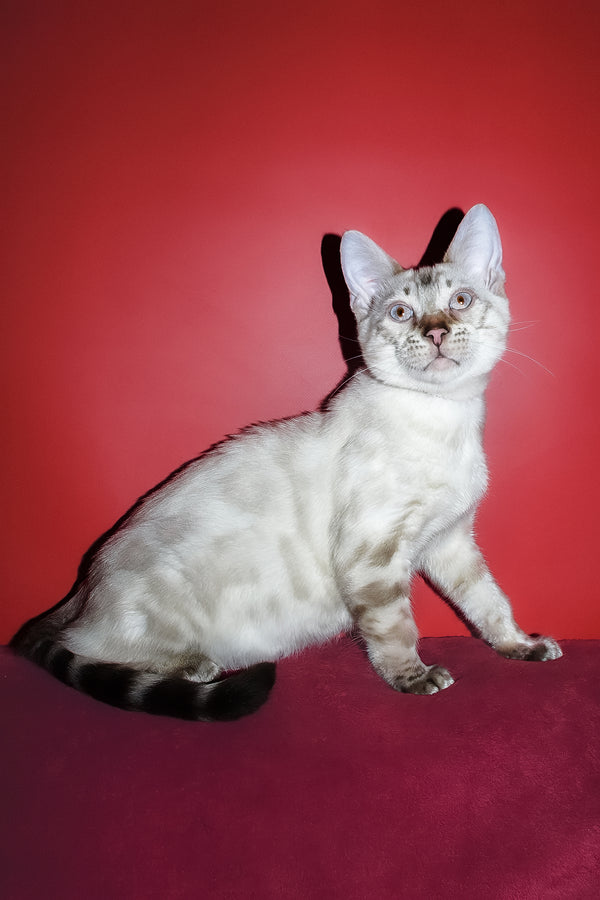 Zhak | Bengal Kitten