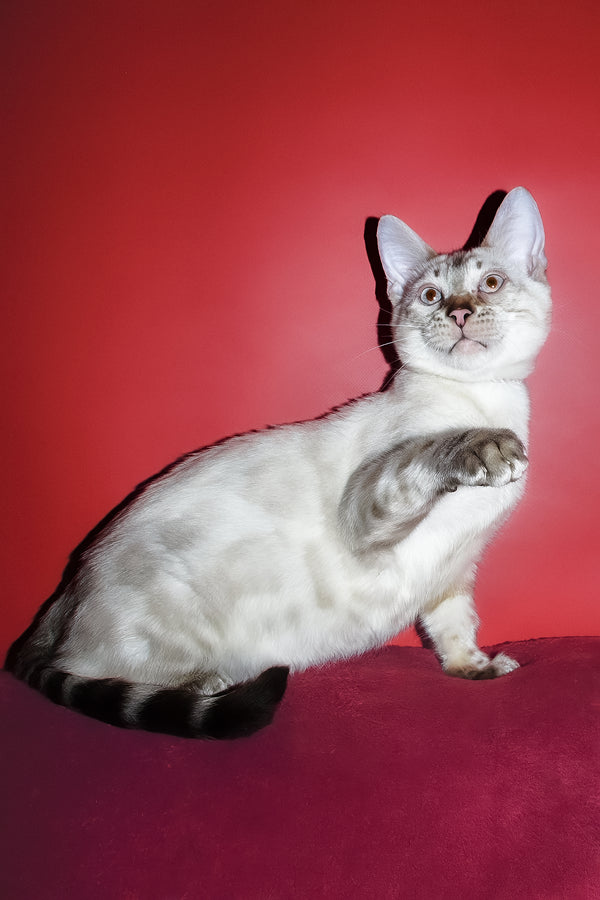 Zhak | Bengal Kitten