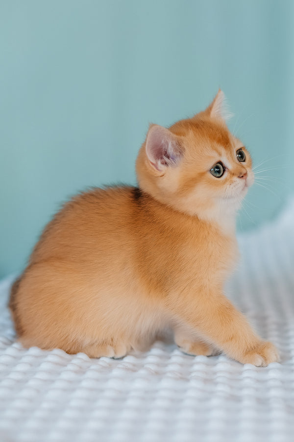 Ferrero | Scottish Straight Kitten