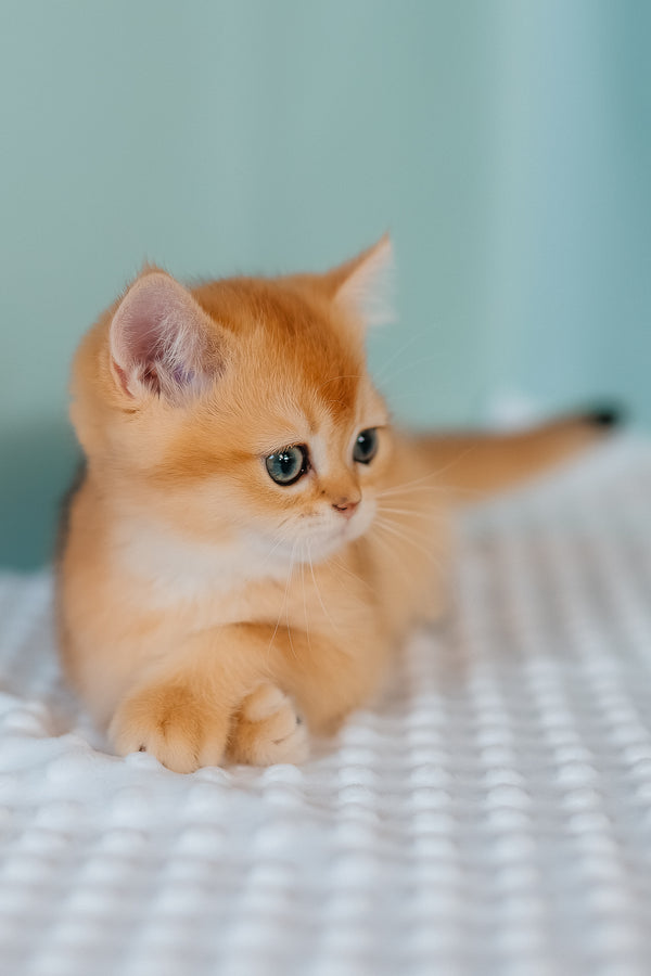Ferrero | Scottish Straight Kitten