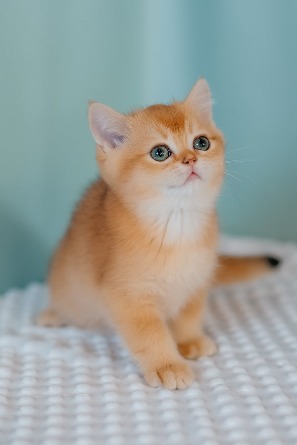 Ferrero | Scottish Straight Kitten