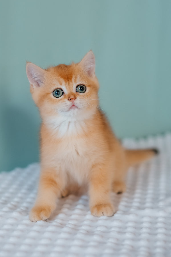 Ferrero | Scottish Straight Kitten