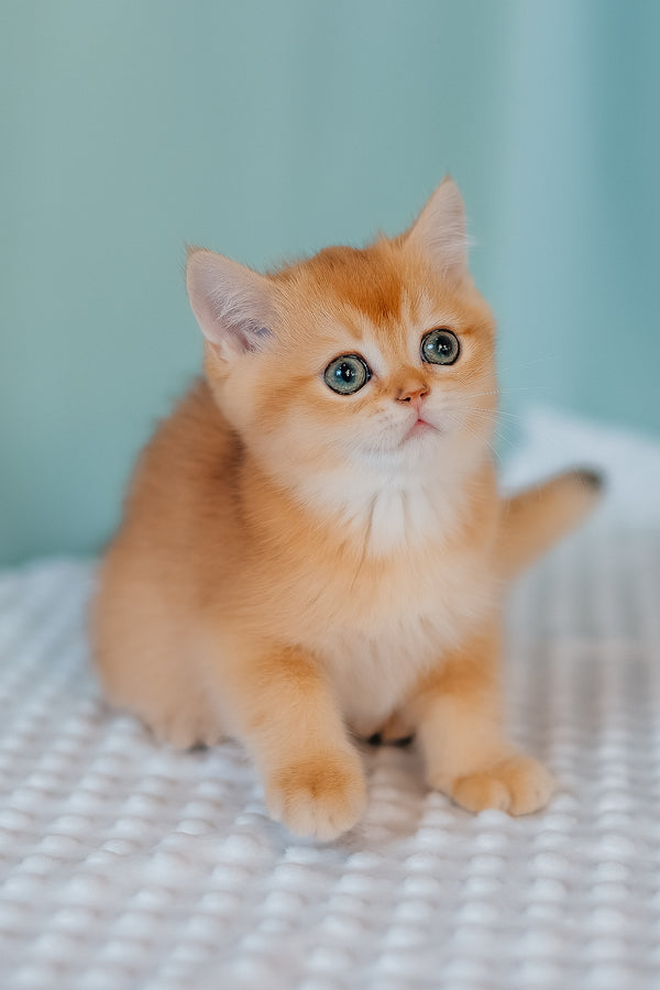 Ferrero | Scottish Straight Kitten