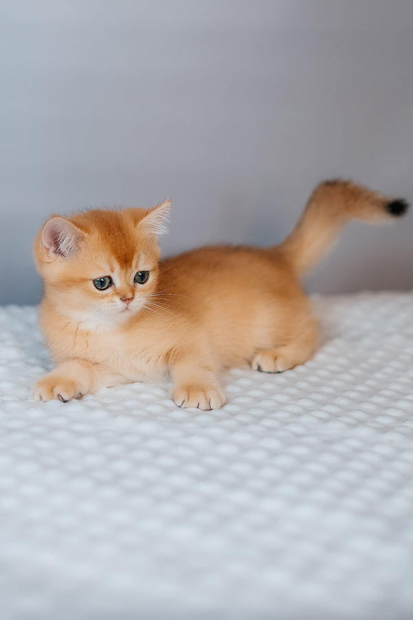 Ferrero | Scottish Straight Kitten