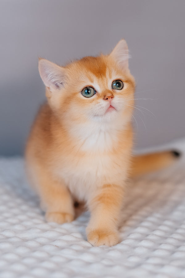 Ferrero | Scottish Straight Kitten