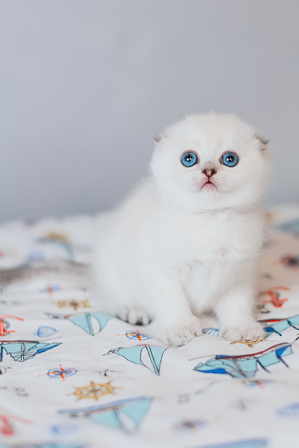 Belle | Scottish Fold Kitten