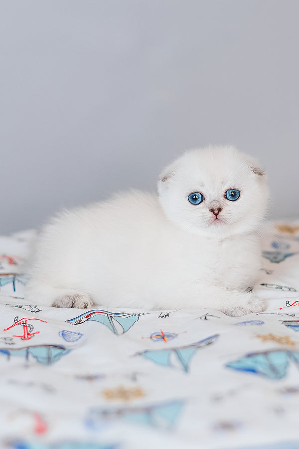 Belle | Scottish Fold Kitten