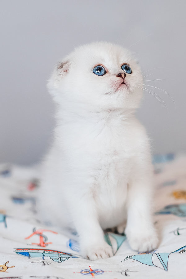 Belle | Scottish Fold Kitten