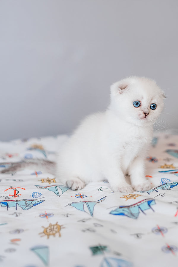 Belle | Scottish Fold Kitten