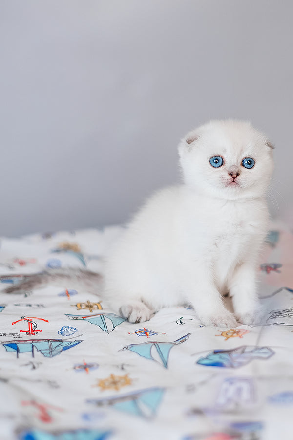 Belle | Scottish Fold Kitten