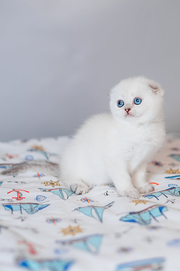 Belle | Scottish Fold Kitten