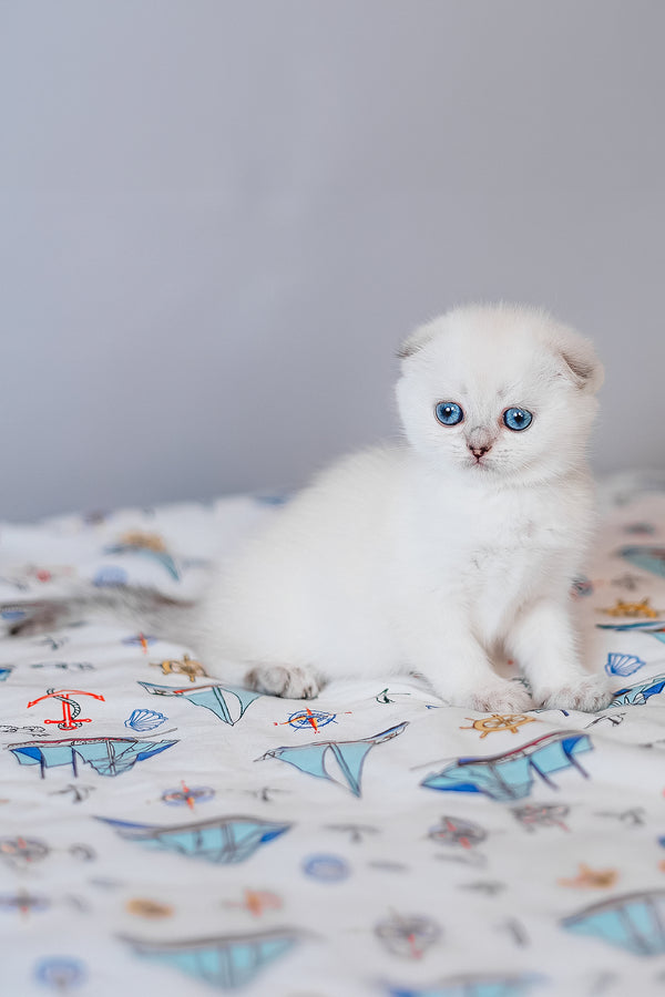 Belle | Scottish Fold Kitten