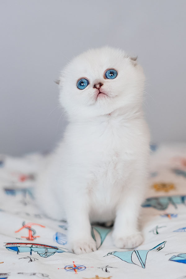 Belle | Scottish Fold Kitten