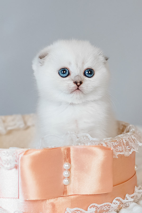 Belle | Scottish Fold Kitten