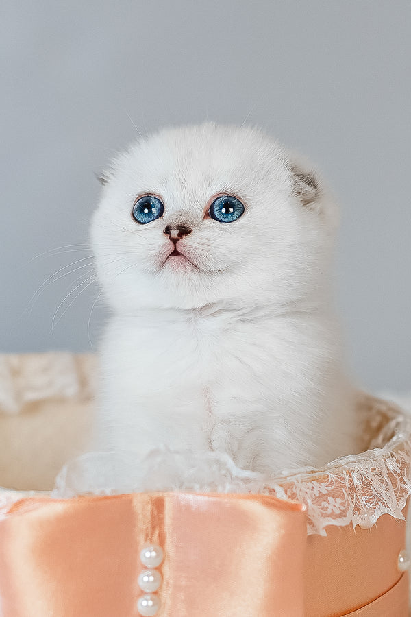Belle | Scottish Fold Kitten