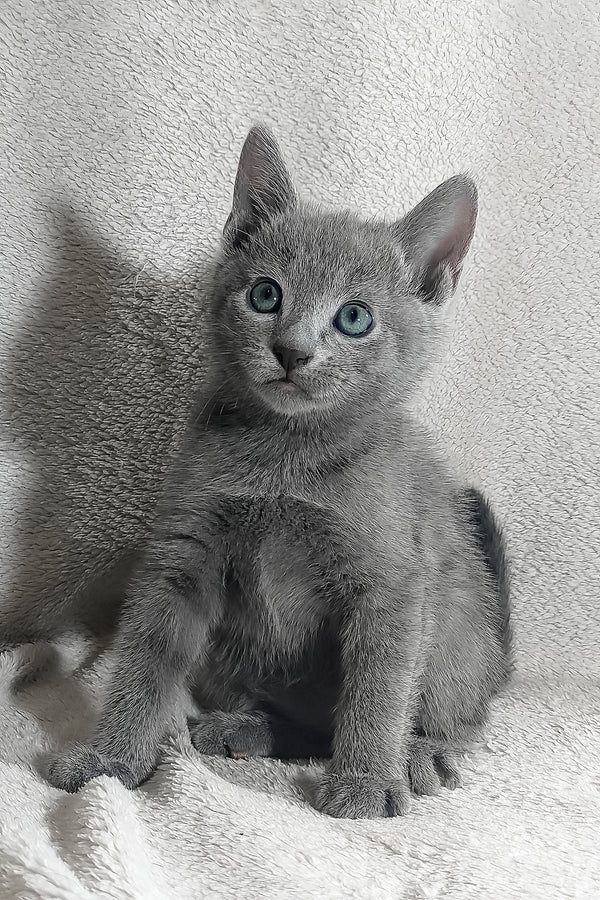 Kasper | Russian Blue Kitten
