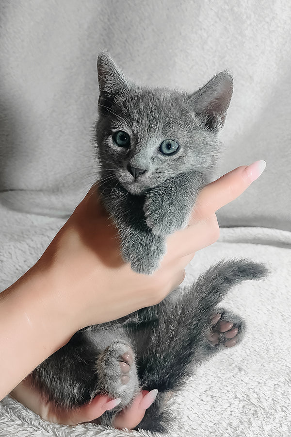 Kasper | Russian Blue Kitten