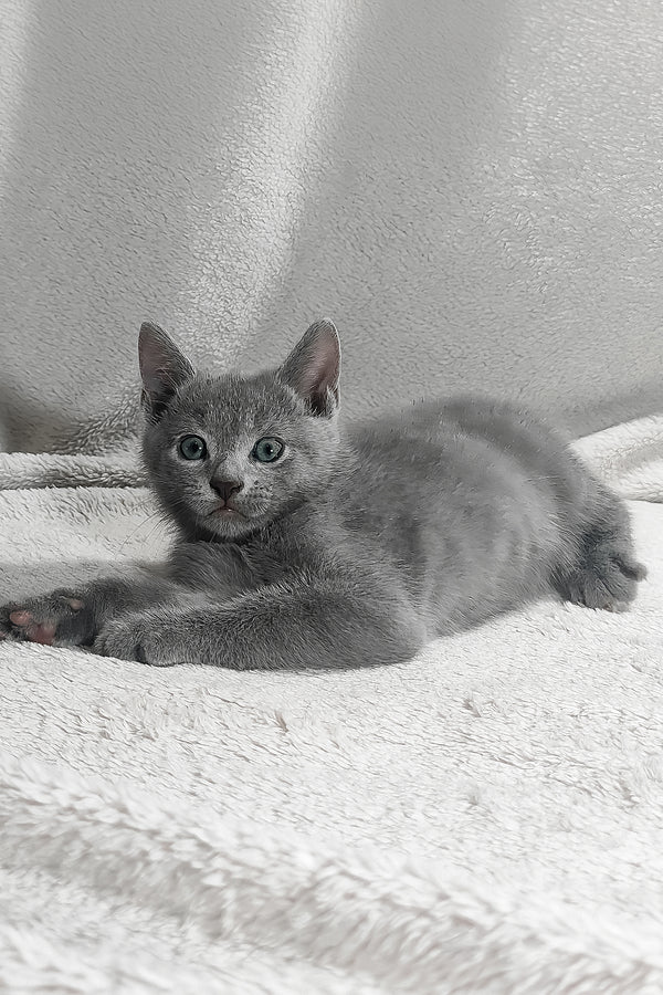 Kasper | Russian Blue Kitten
