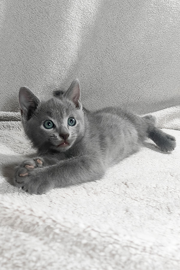 Kasper | Russian Blue Kitten
