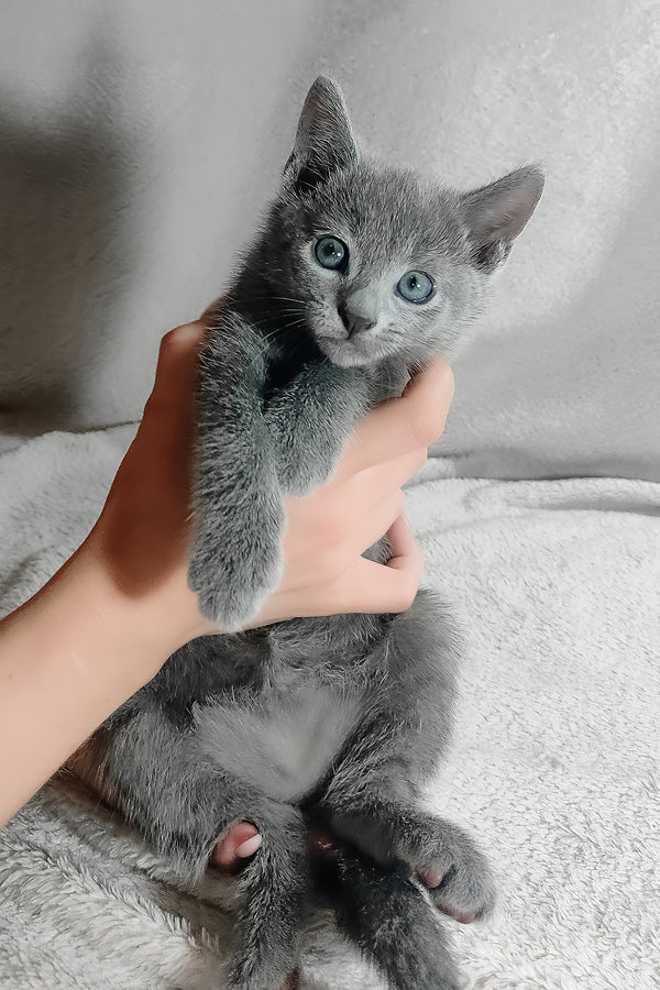 Kasper | Russian Blue Kitten