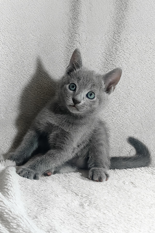 Kasper | Russian Blue Kitten