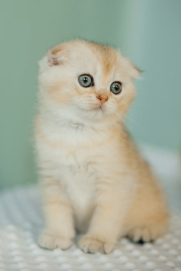 Eskimo | Scottish Fold Kitten