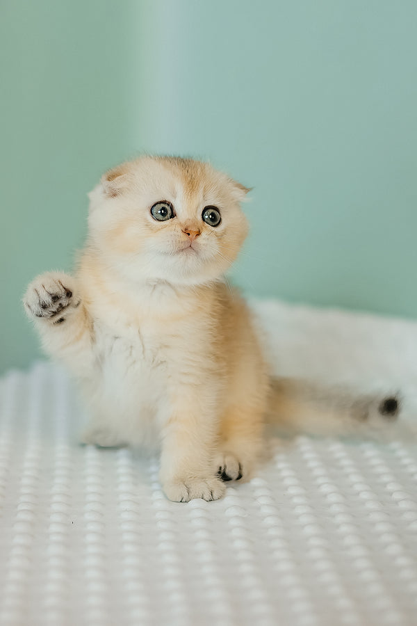 Eskimo | Scottish Fold Kitten