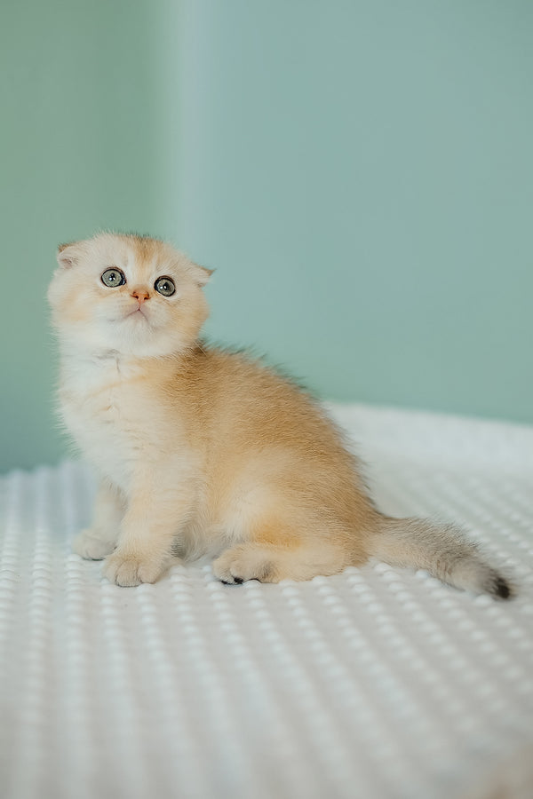 Eskimo | Scottish Fold Kitten