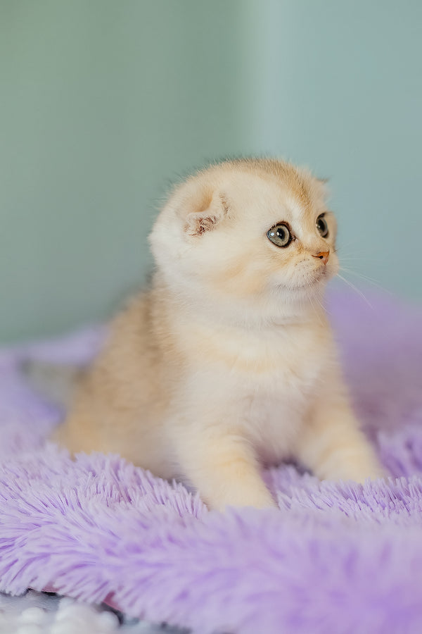 Eskimo | Scottish Fold Kitten