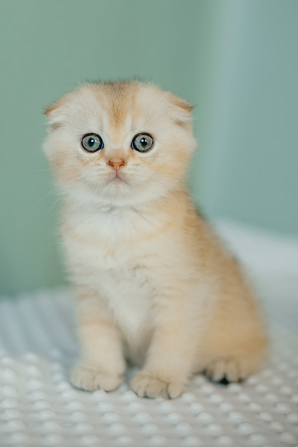 Eskimo | Scottish Fold Kitten