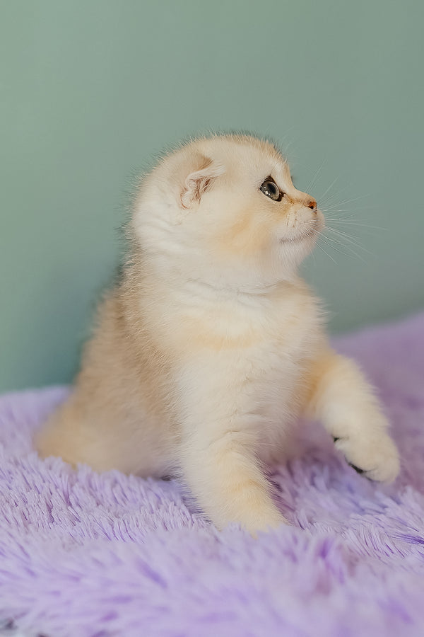 Eskimo | Scottish Fold Kitten