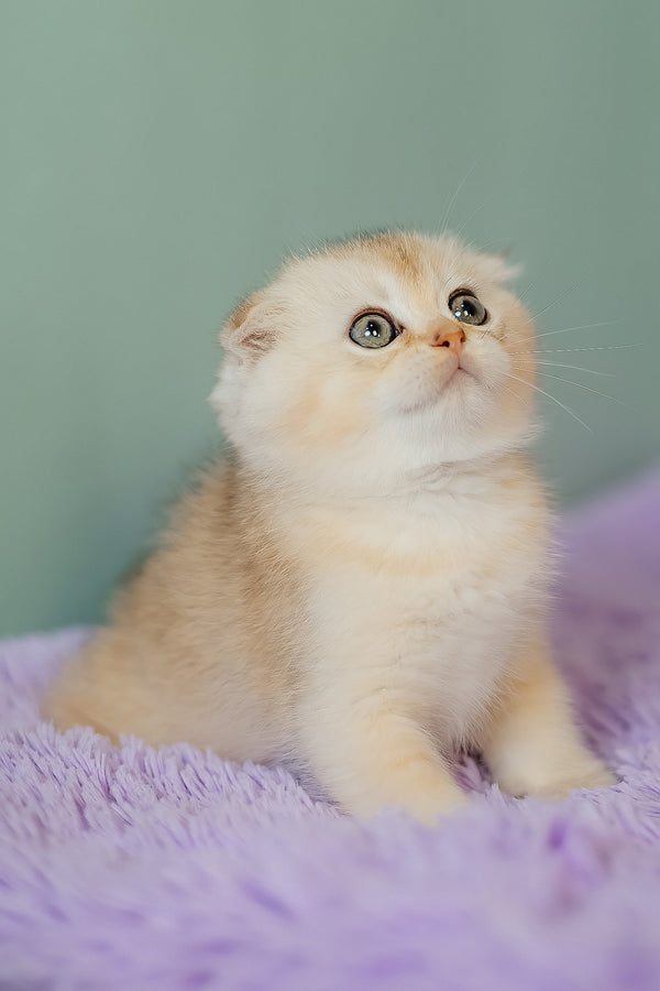 Eskimo | Scottish Fold Kitten