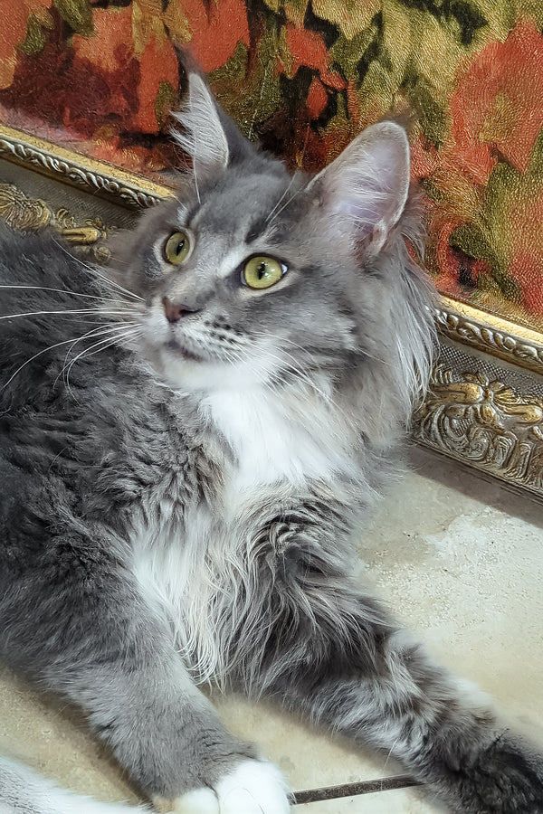 Valeria | Maine Coon Kitten