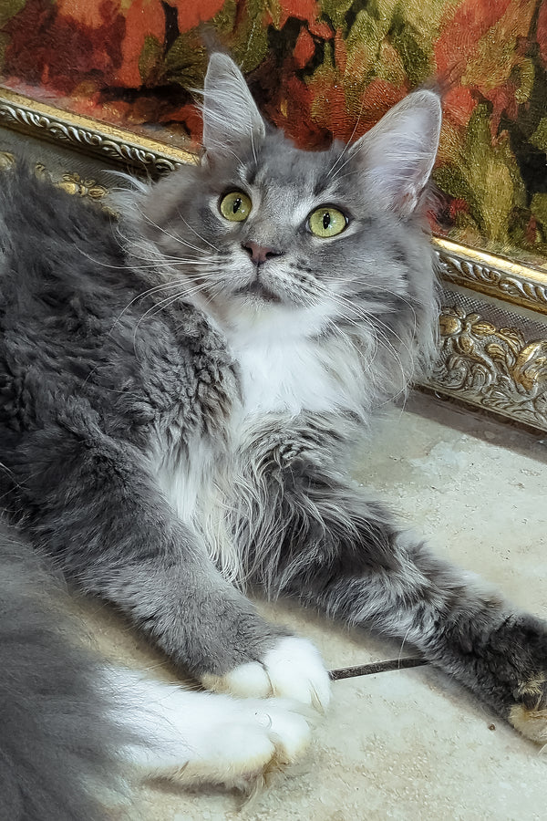 Valeria | Maine Coon Kitten