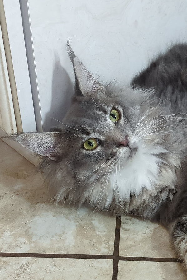 Valeria | Maine Coon Kitten