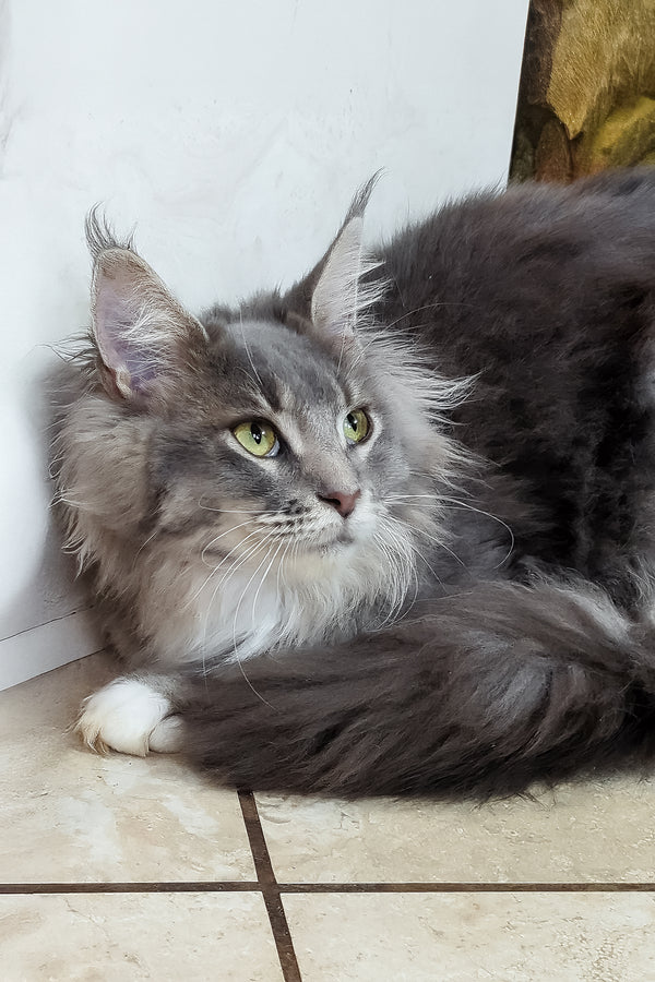 Valeria | Maine Coon Kitten