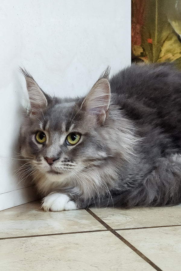 Valeria | Maine Coon Kitten