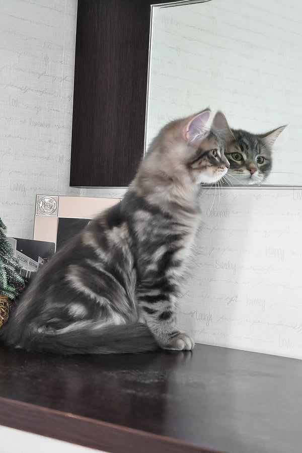 Kasper | Siberian Kitten