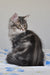 Kasper | Siberian Kitten