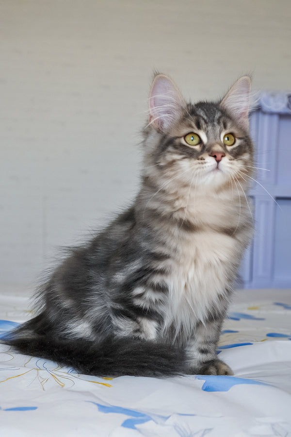 Kasper | Siberian Kitten