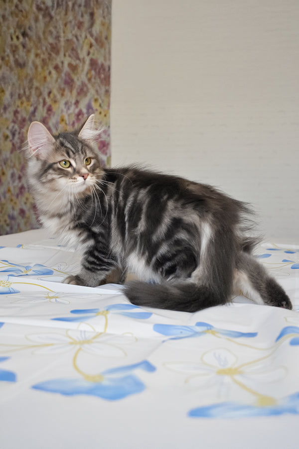 Kasper | Siberian Kitten