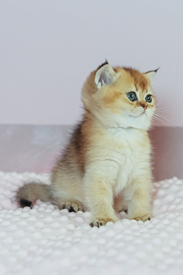 Whitney | Scottish Straight Kitten