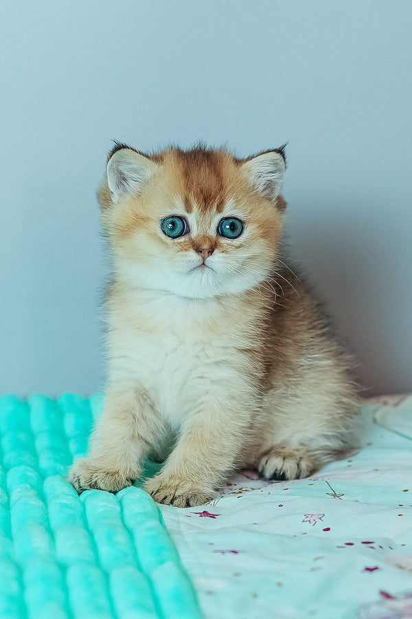 Whitney | Scottish Straight Kitten