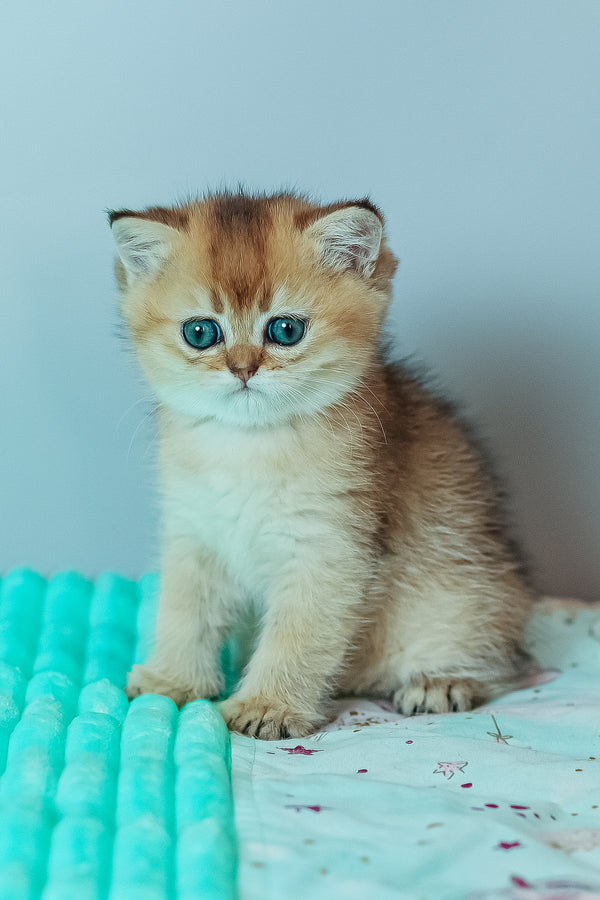 Whitney | Scottish Straight Kitten