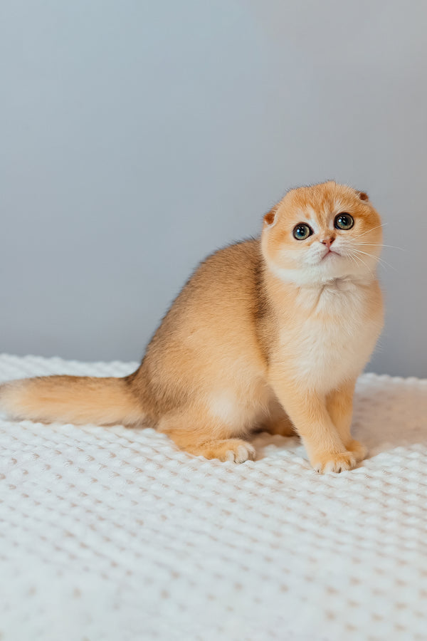 Wednesday | Scottish Fold Kitten