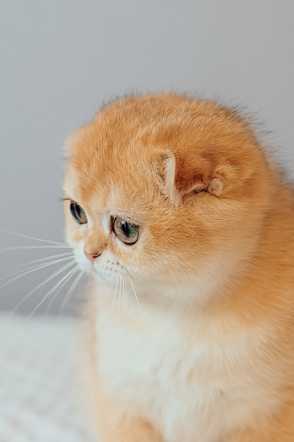 Wednesday | Scottish Fold Kitten